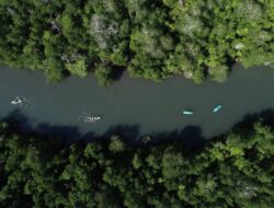 Atraksi Wisata Air Baru di Labuan Bajo, Menyusuri Hutan Mangrove dengan Kayak