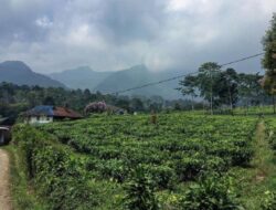 Vila Terdingin di Puncak Bogor dengan Harga Ramah Kantong, Ajak Keluarga Besar cuma Bayar Rp2 Jutaan!