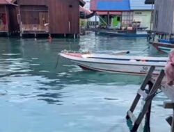 Viral! Momen Warga Pulau Derawan Beri Makan Penyu Langsung di Belakang Rumah, Netizen Iri