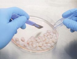 Stem Cell Mesenkimal Kini Jadi Terapi Regeneratif untuk Cedera, Disfungsional, dan Kerusakan Organ Tubuh