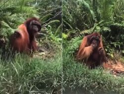 Viral! Orang Utan di Sangatta Kaltim Minta Makan ke Warga, Penampakannya Bikin Miris