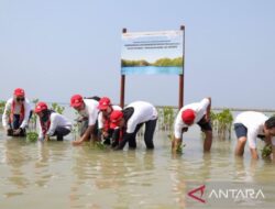 AHM tanam ribuan mangrove perkuat mitigasi perubahan iklim